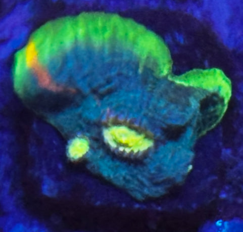 WWC jellybean chalice