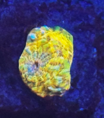 Rainbow goku chalice frag