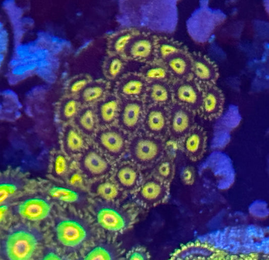 King Midas Zoas