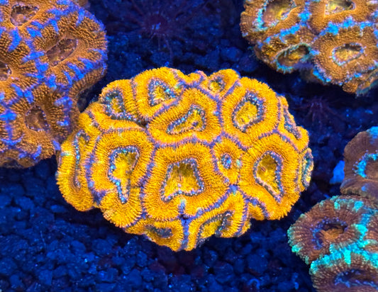 Orange rainbow Acan colony