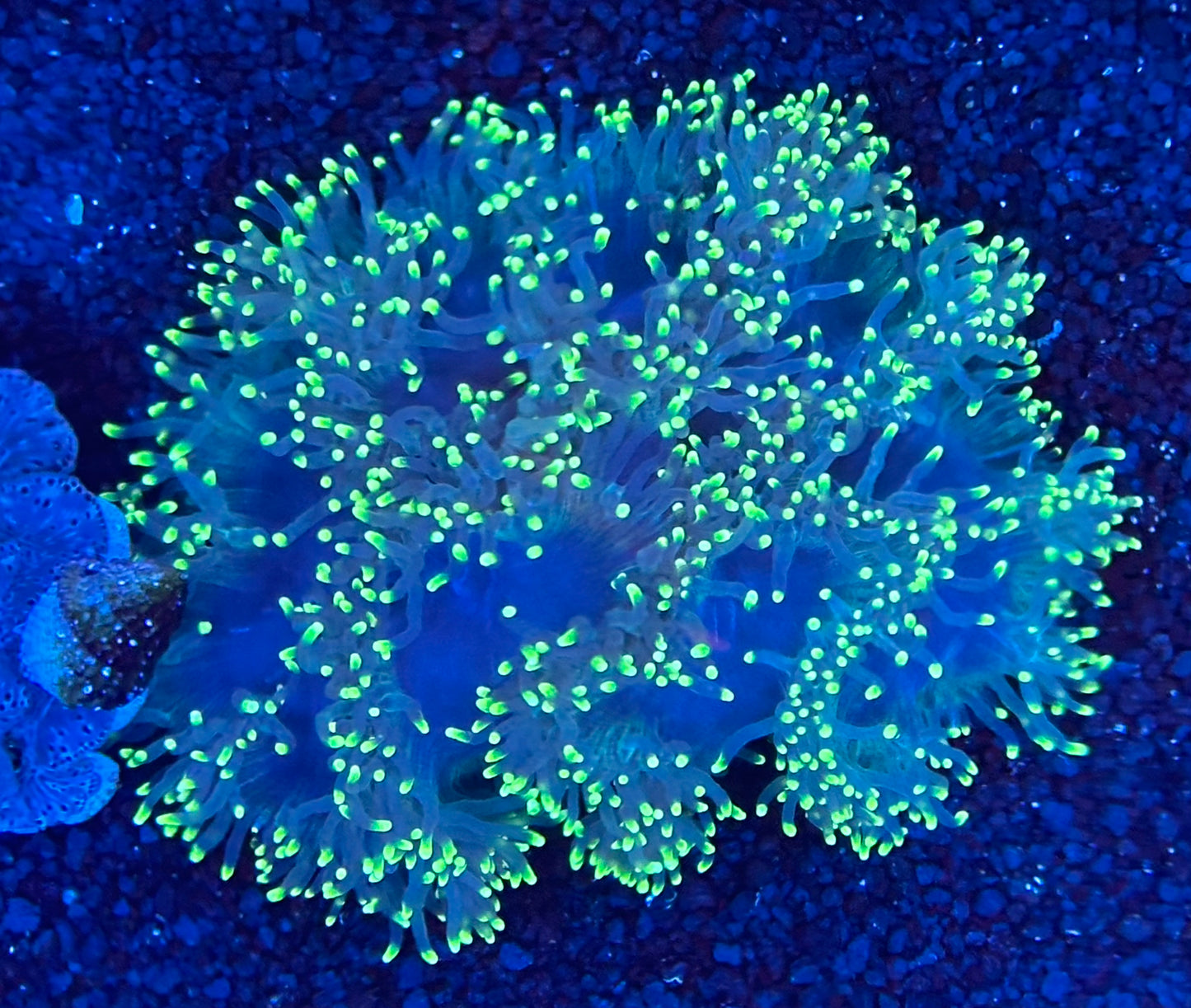 XL Black light elegance