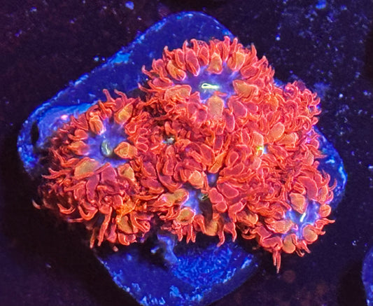 Blue raven blastos