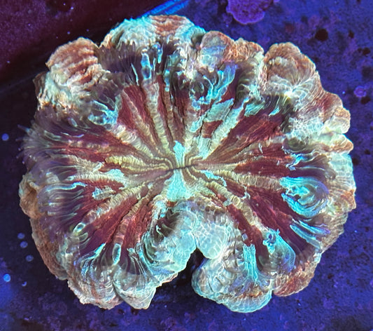 Ultra acantho 2