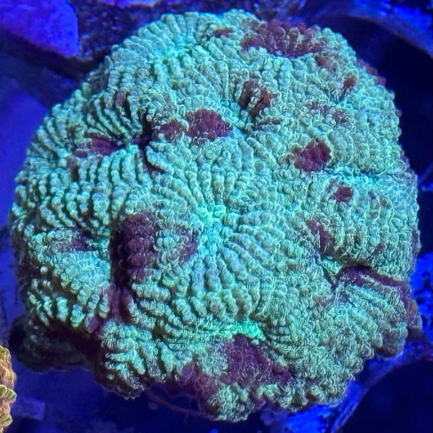 Jumbo favia frag