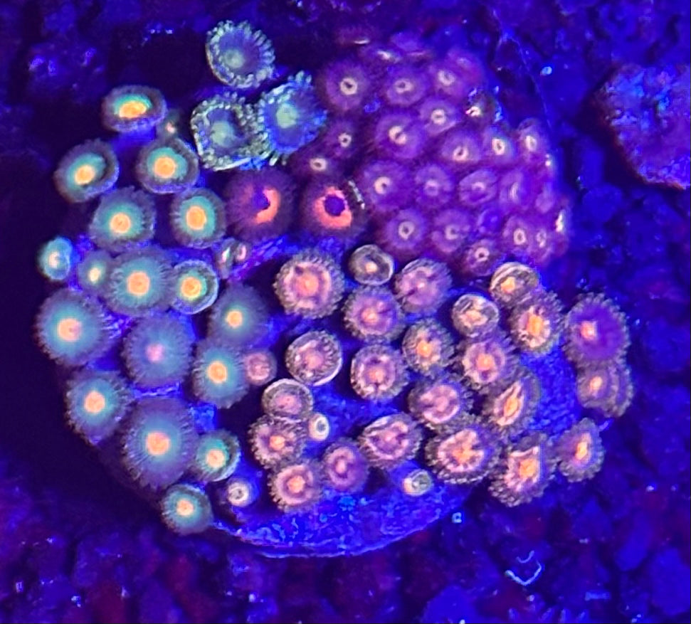 Zoa plate