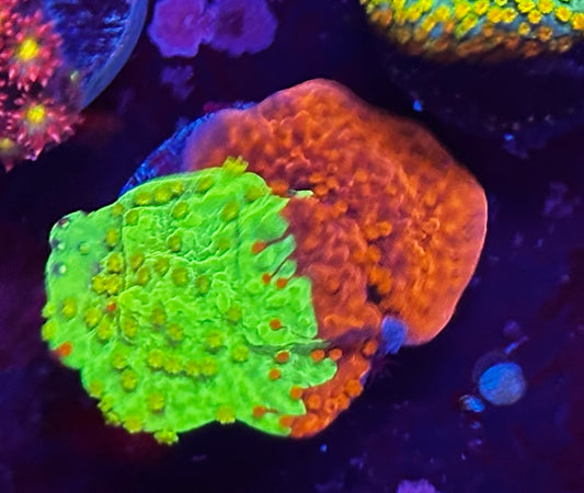 WWC grafted monti cap