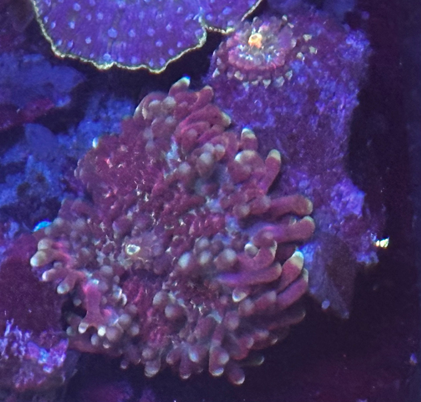 Purple and pink Yuma with babies