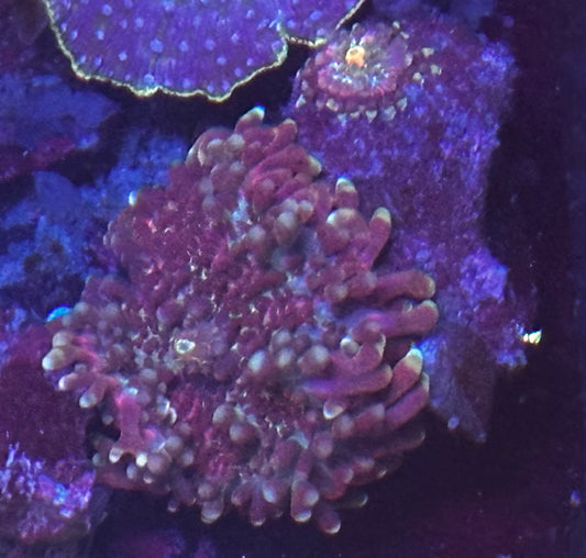 Purple and pink Yuma with babies