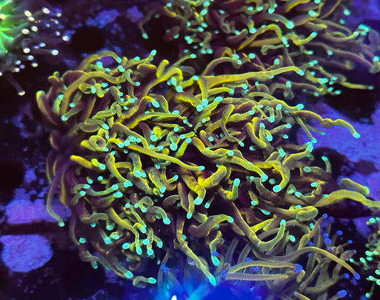 Freezer burn torch 2 large heads