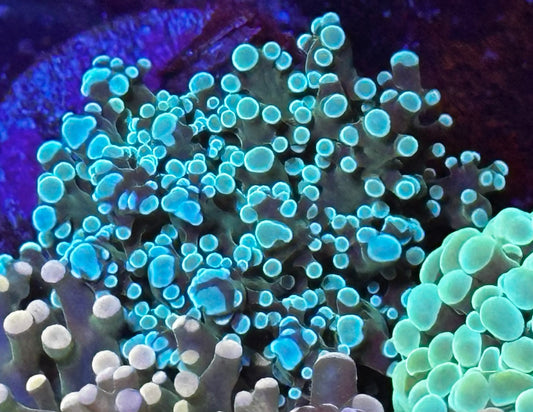 Blue frogspawn frag