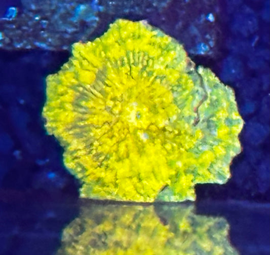Unique yellow mushroom
