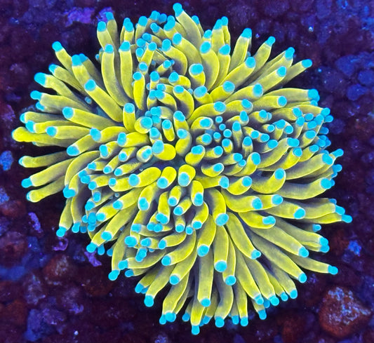 Banana torch big splitting head