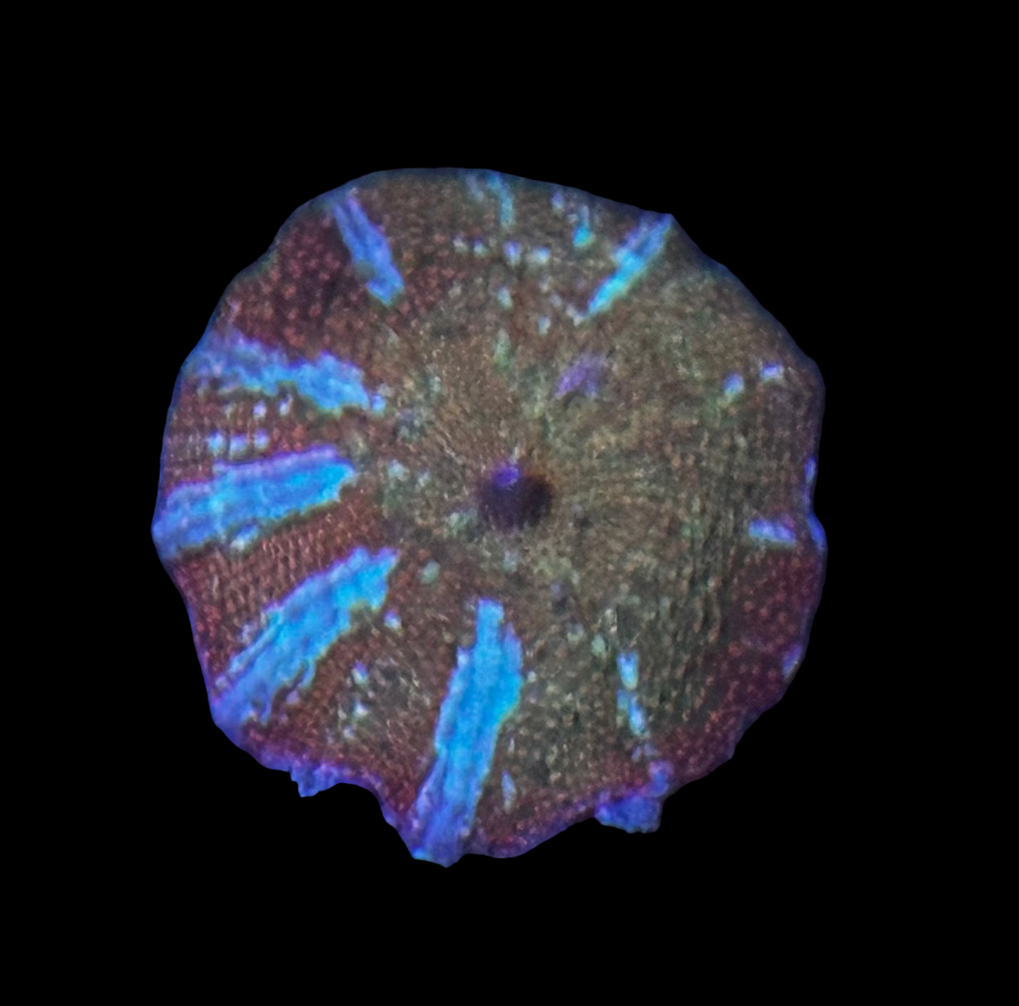 Multicolor interstellar bounce mushroom