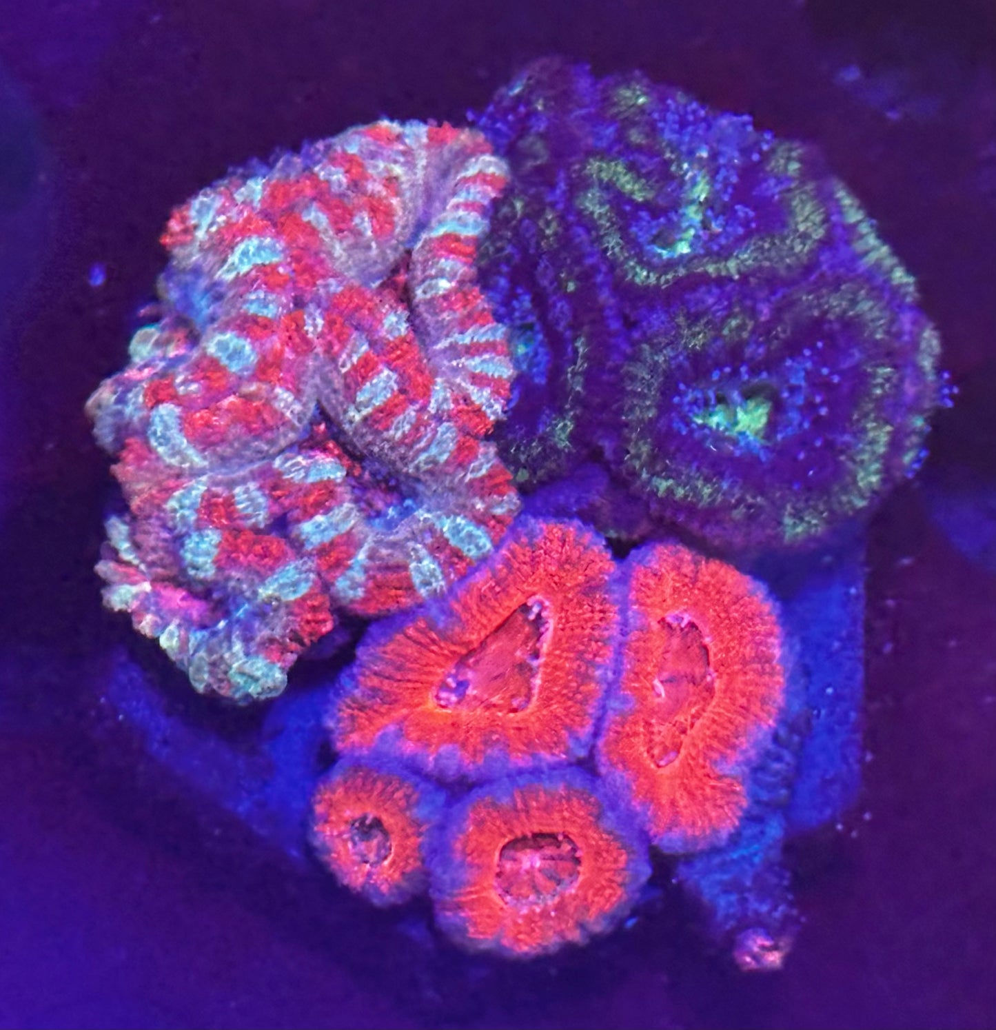 Acan garden 3