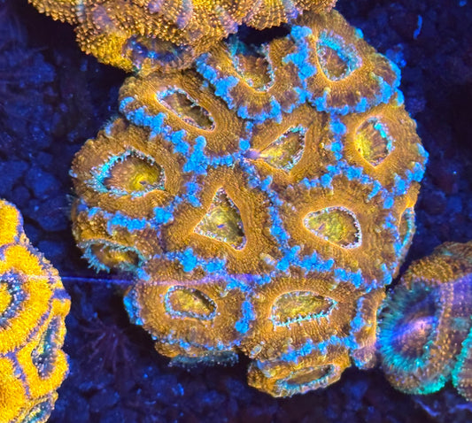 Rainbow Acan colony 2