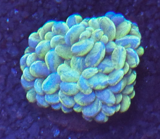 Bubble coral baseball size