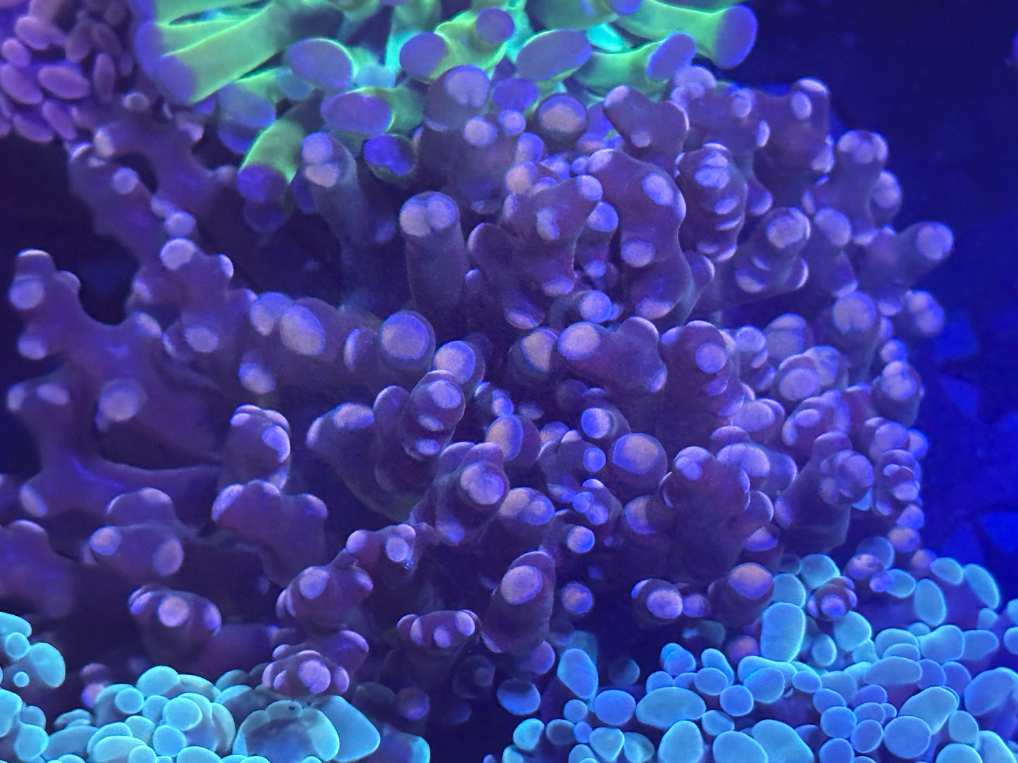 Pink and purple tip frogspawn