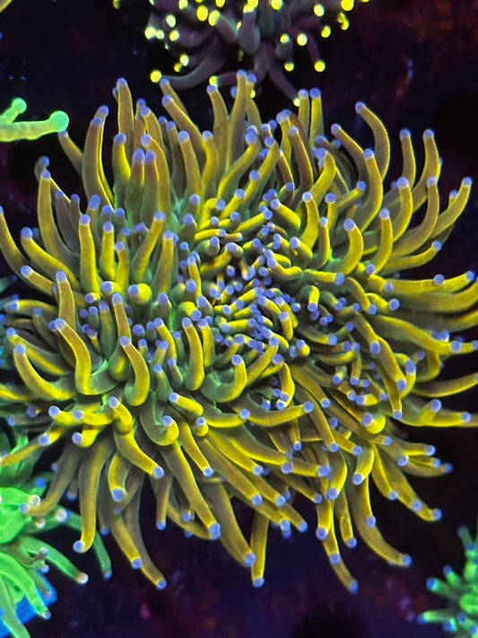 Indo dragon tamer torch colony