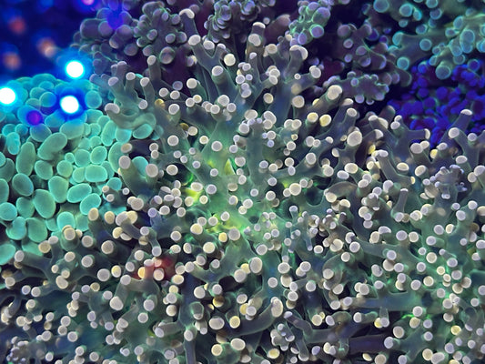 Green and pink frogspawn