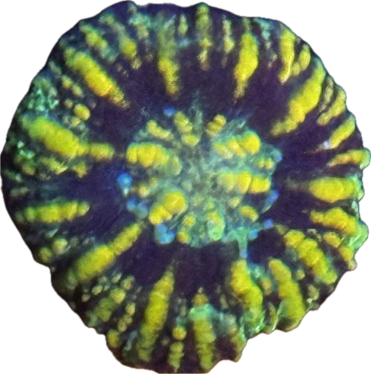 Button scoly 2