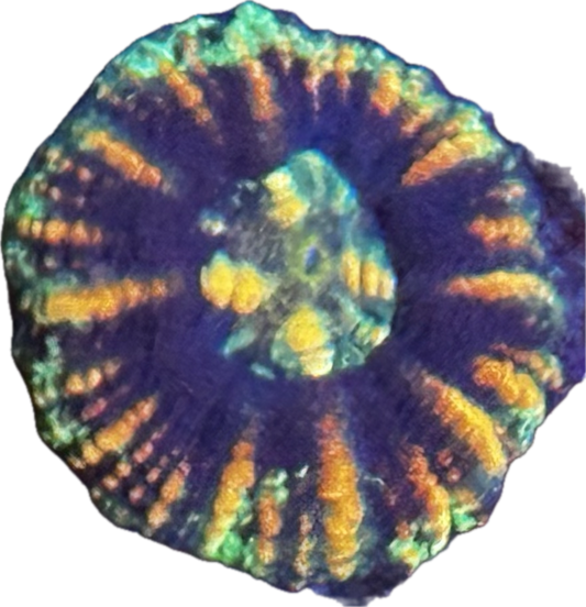 Button scoly 3