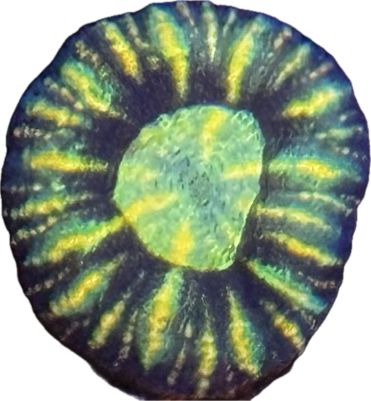 Button scoly 4