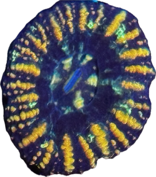 Button scoly