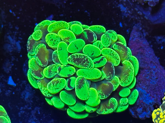 Neon green splatter hammer