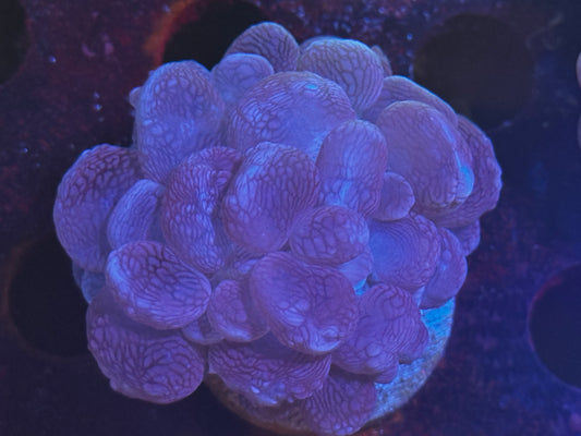 Small bubble coral