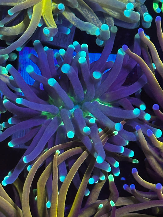 Blue tip joker torch