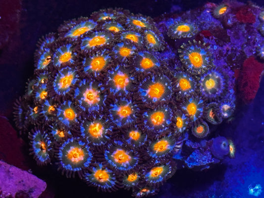 Small Zoa rock