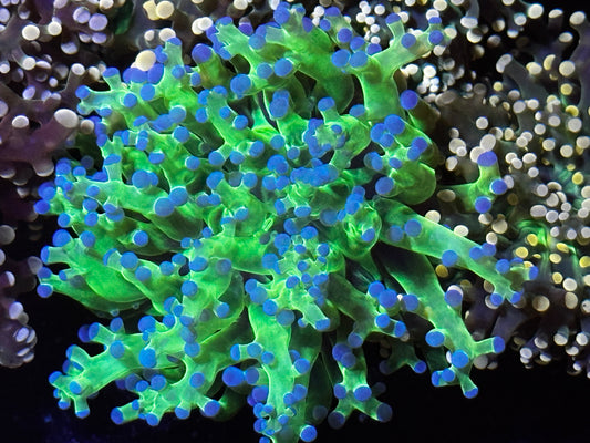 Green frogspawn