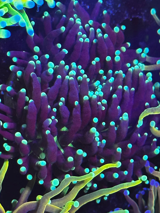 Indo black and blue torch 3 small heads