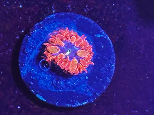 Blue raven blasto frag