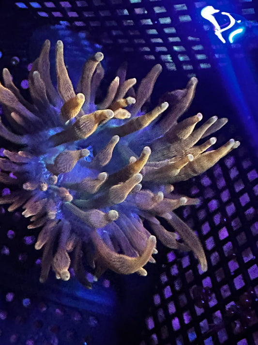 Gold bubble tip anemone