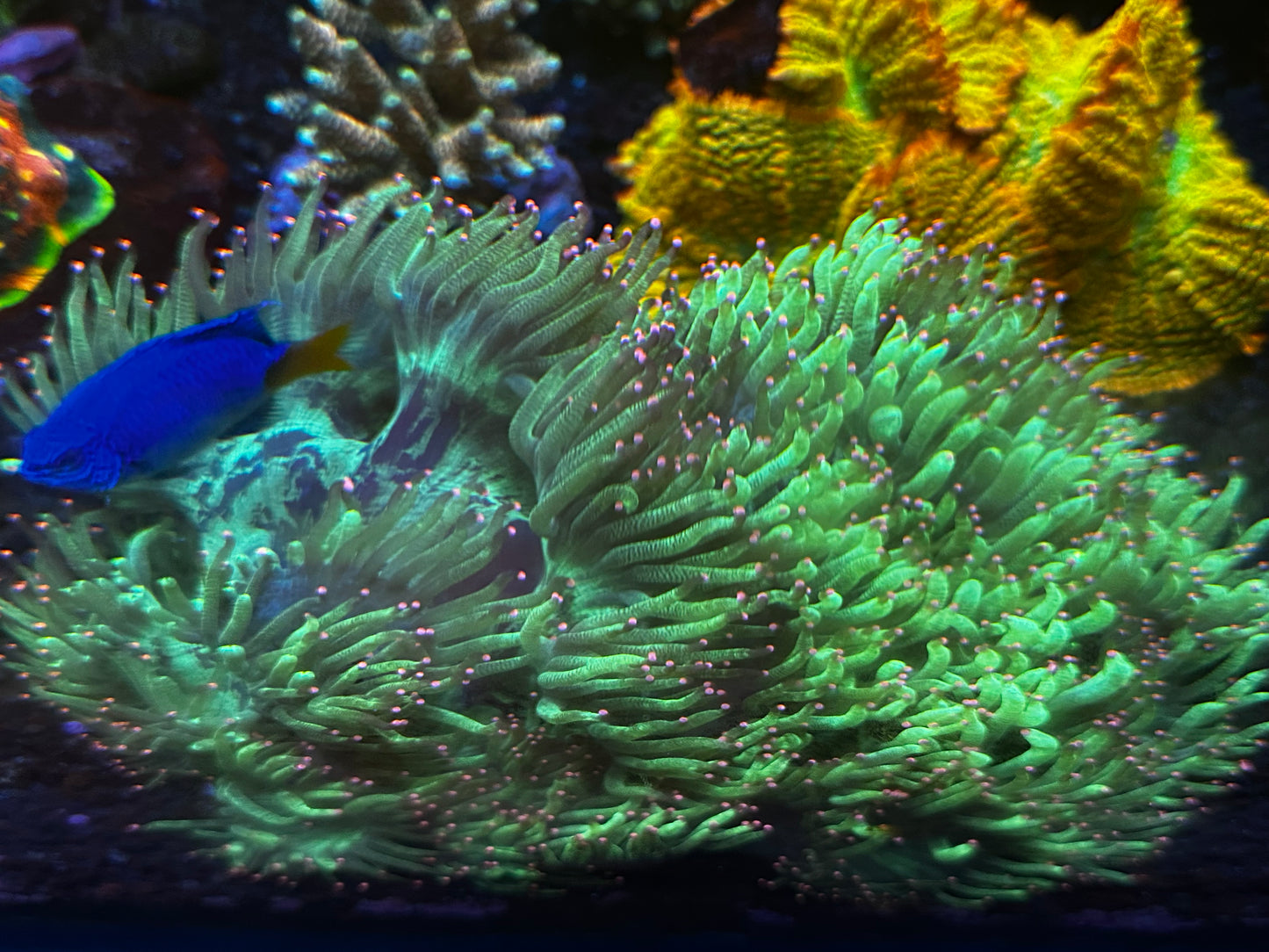 Large pink tip elegance