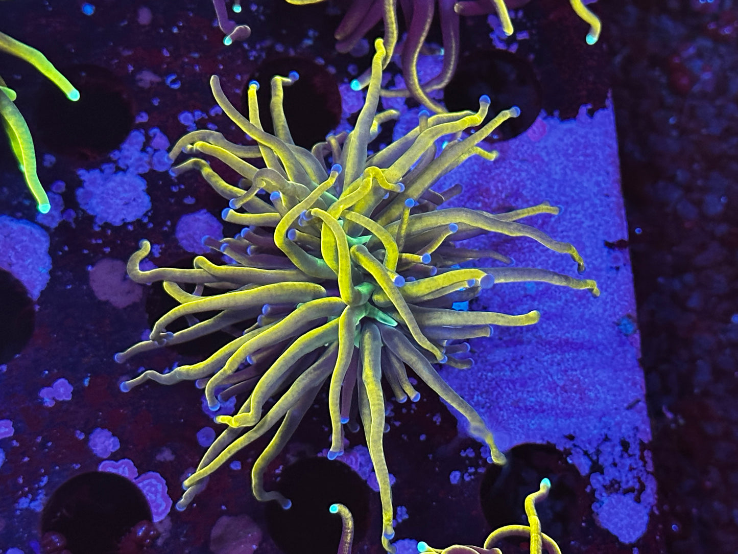 Dragon tamer HG torch