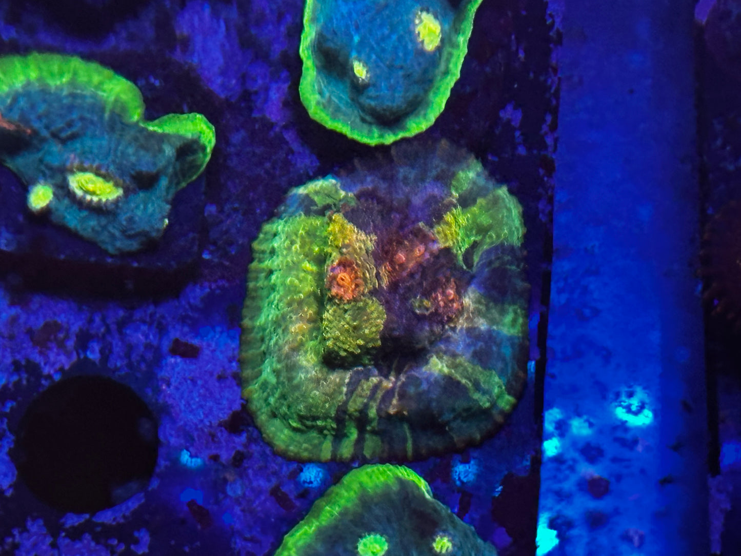 Crayola meltdown chalice