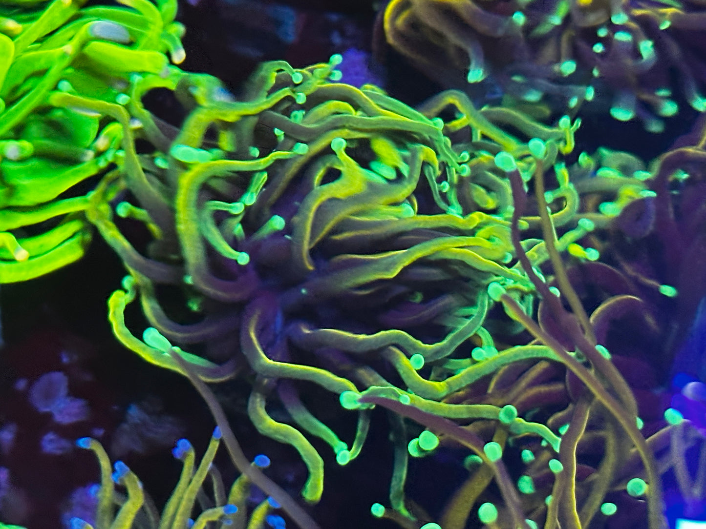 Ultra dragon soul torch